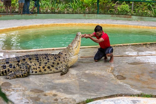 Crocodile Adventureland