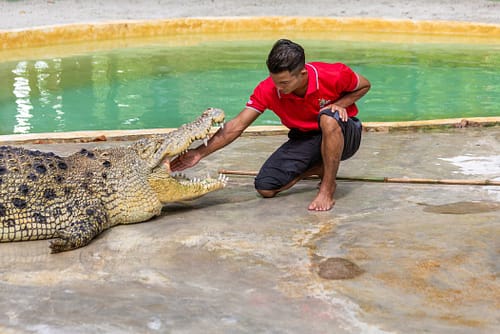 Crocodile Adventureland